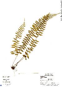 Asplenium pteropus image