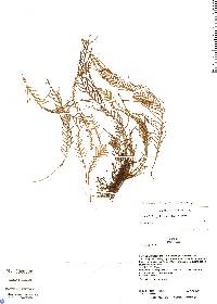 Image of Ceradenia pilipes