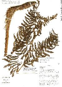 Cyathea cystolepis image