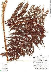 Cyathea multiflora image