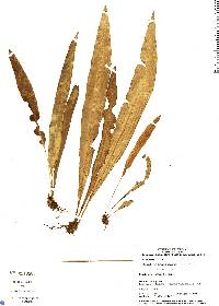 Image of Elaphoglossum christianeae