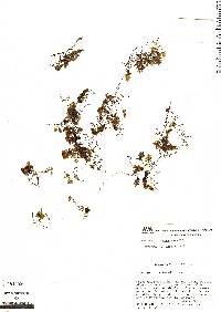 Hymenophyllum brevistipes image