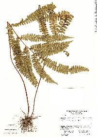 Lindsaea subalata image