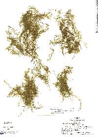 Polyphlebium angustatum image