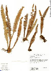 Pleopeltis bombycina image