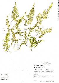 Selaginella flagellata image