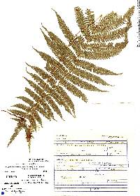 Image of Goniopteris resiliens
