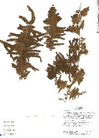 Trichomanes ankersii image