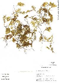 Polyphlebium hymenophylloides image