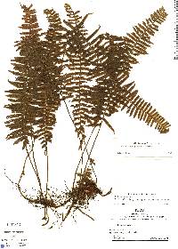 Trichomanes plumosum image