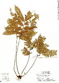 Adiantum decoratum image