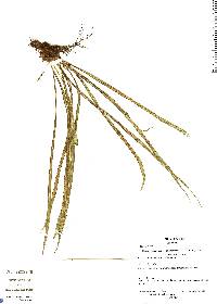 Image of Campyloneurum ensifolium