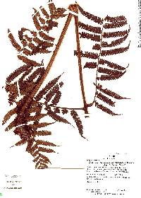 Cyathea squamipes image