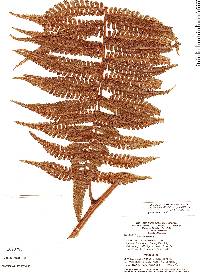 Cyathea cyatheoides image