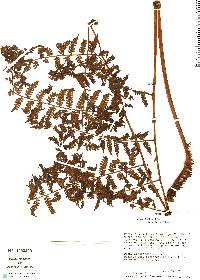 Cyathea lechleri image