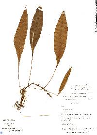 Elaphoglossum amphioxys image