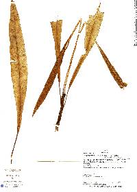 Elaphoglossum lechlerianum image