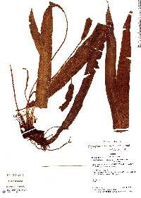 Elaphoglossum rimbachii image
