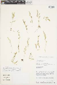Selaginella angustifolia image