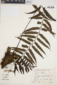 Asplenium boltonii image