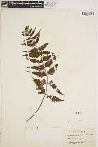 Asplenium lobulatum image