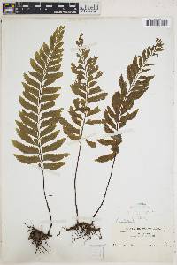 Hymenasplenium unilaterale image