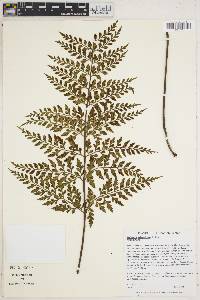 Asplenium sphenotomum image