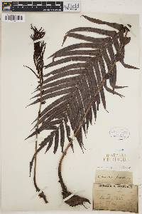Image of Parablechnum novae-zelandiae