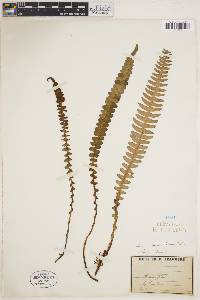 Austroblechnum durum image