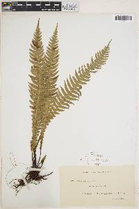 Austroblechnum lanceolatum image