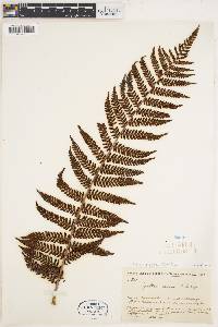 Alsophila hyacinthei image