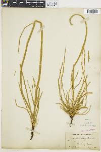 Equisetum variegatum image