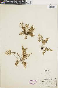 Asplenium montanum image