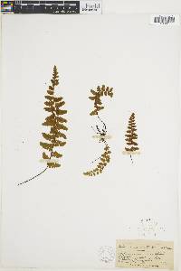 Asplenium bradleyi image