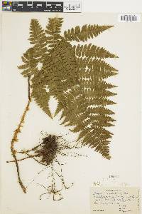 Dryopteris arguta image