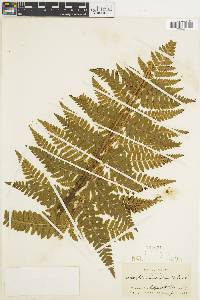 Dryopteris clintoniana image