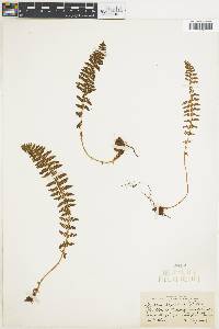 Dryopteris fragrans image