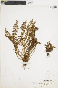 Dryopteris fragrans image