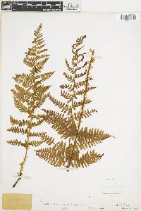 Dryopteris villarii image