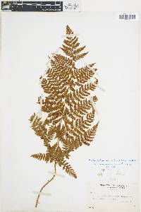 Dryopteris campyloptera image