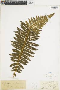 Polystichum aculeatum image