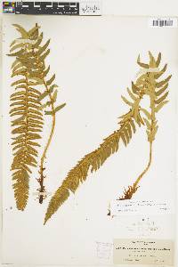 Polystichum imbricans image