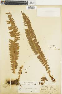 Polystichum lonchitis image