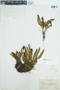 Polystichum scopulinum image