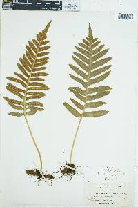 Polypodium californicum image