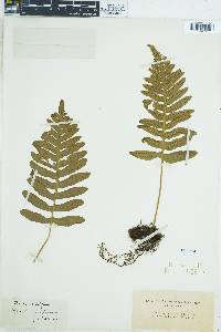 Polypodium californicum image