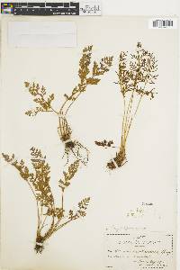 Cryptogramma acrostichoides image