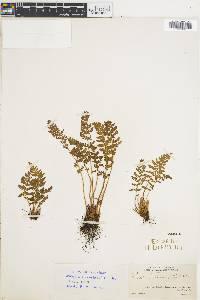 Woodsia ilvensis image