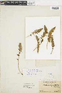 Woodsia ilvensis image