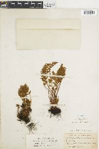 Woodsia ilvensis image